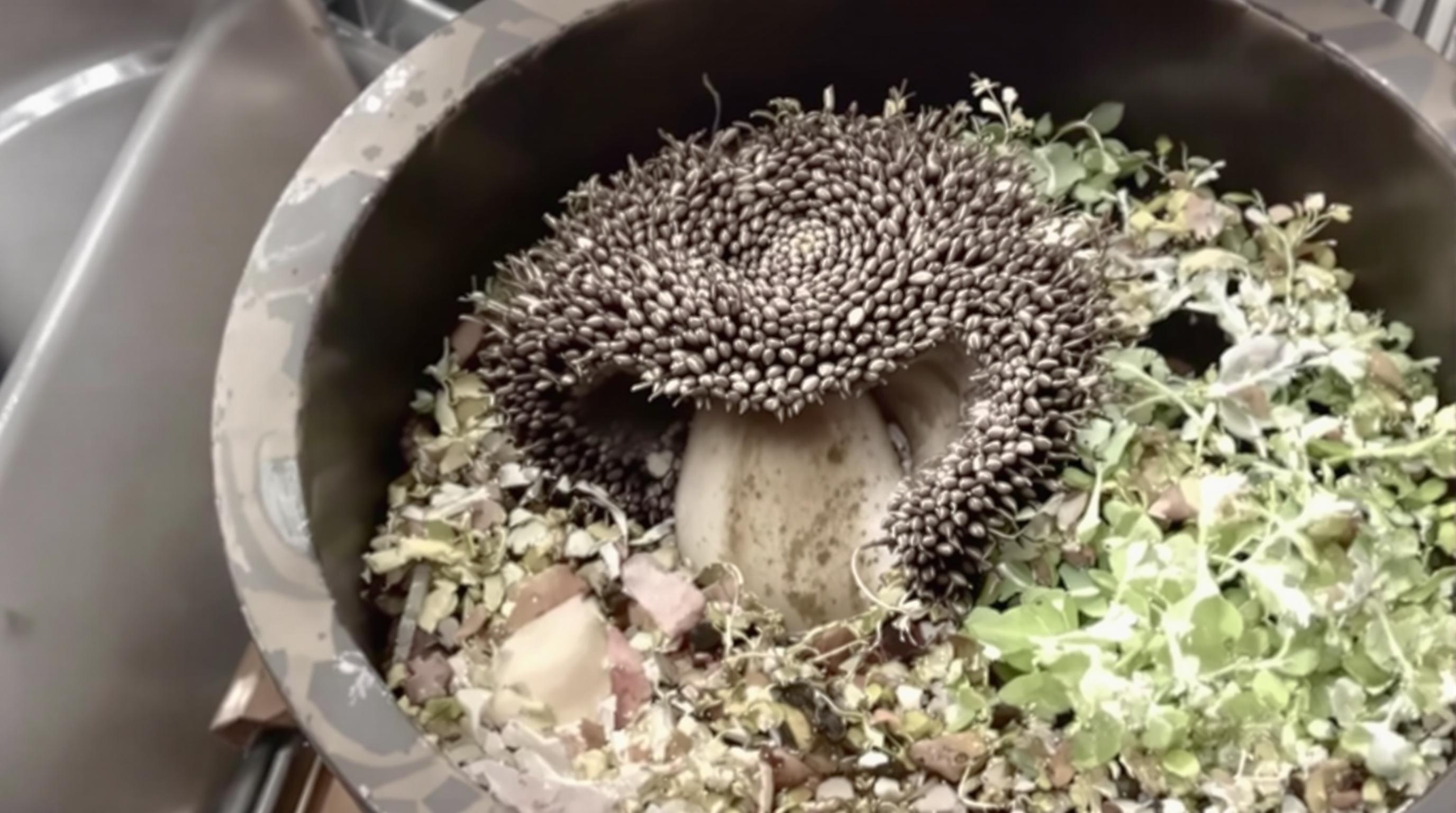 Аморфофаллус коньяк: польза, выращивание и советы по уходу